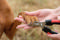 Nail Clipper